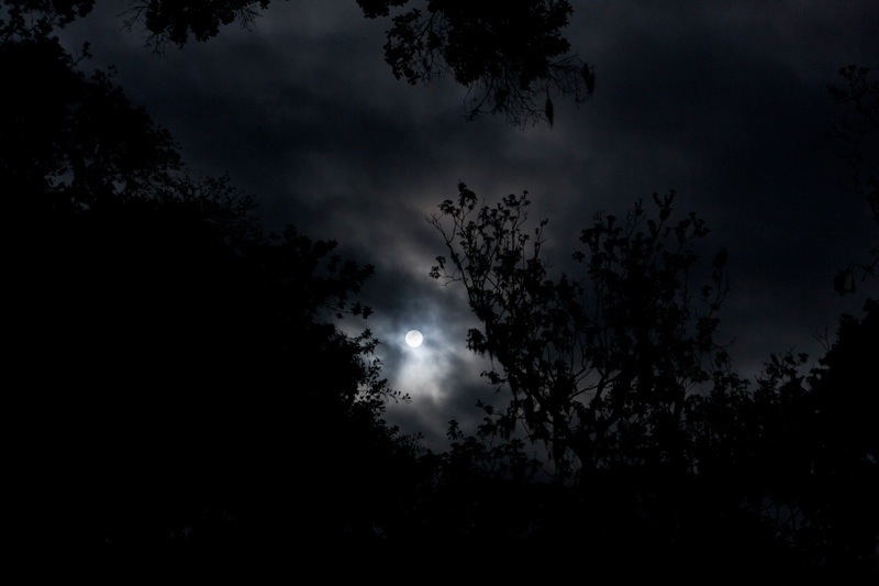full moon, brazos bend state park, texas