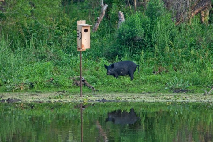 large black wild pig, brazos bend state park, texas