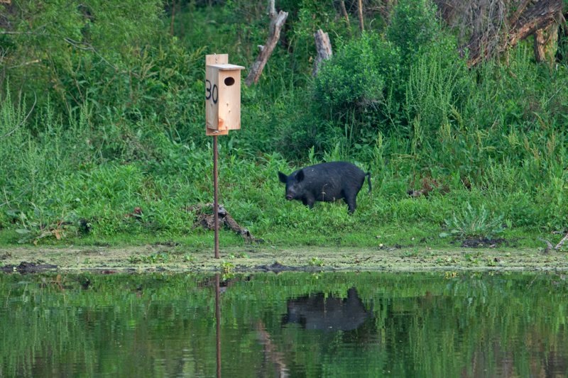 large black wild pig, brazos bend state park, texas