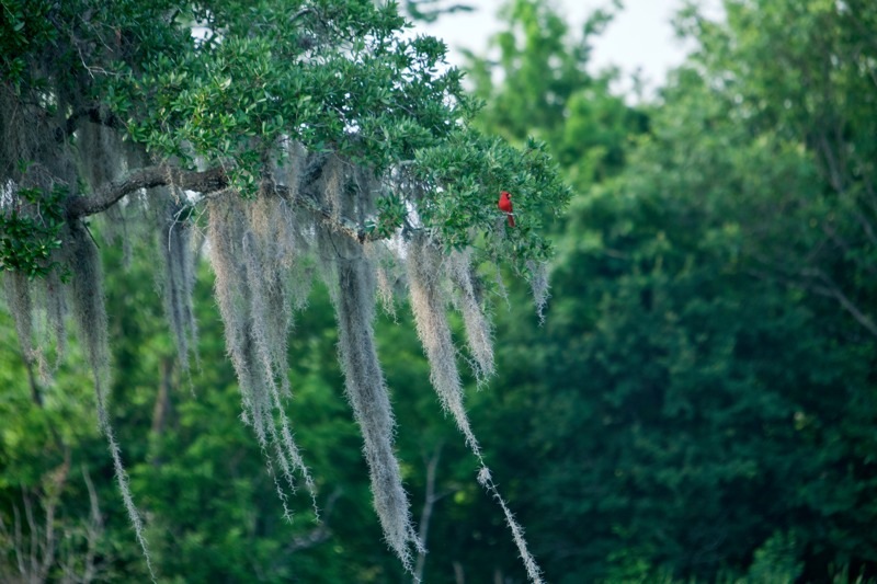 male red cardinal, brazos bend state park, texas