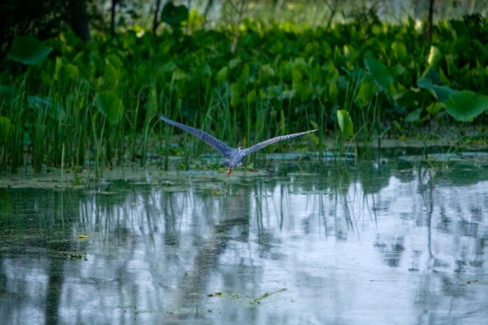 great blue heron flying, brazos bend state park, texas