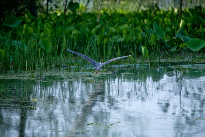 great blue heron flying, brazos bend state park, texas