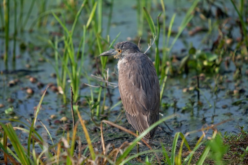 juvenile yellow-crowned night heron, brazos bend state park, texas