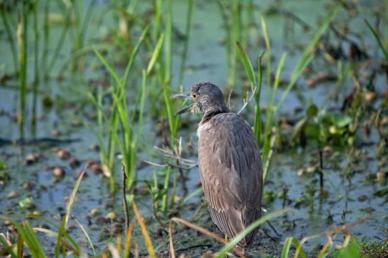juvenile yellow-crowned night heron, brazos bend state park, texas
