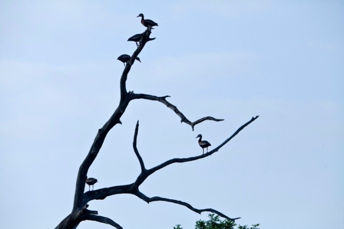 black-bellied whistling-duck, brazos bend state park, texas