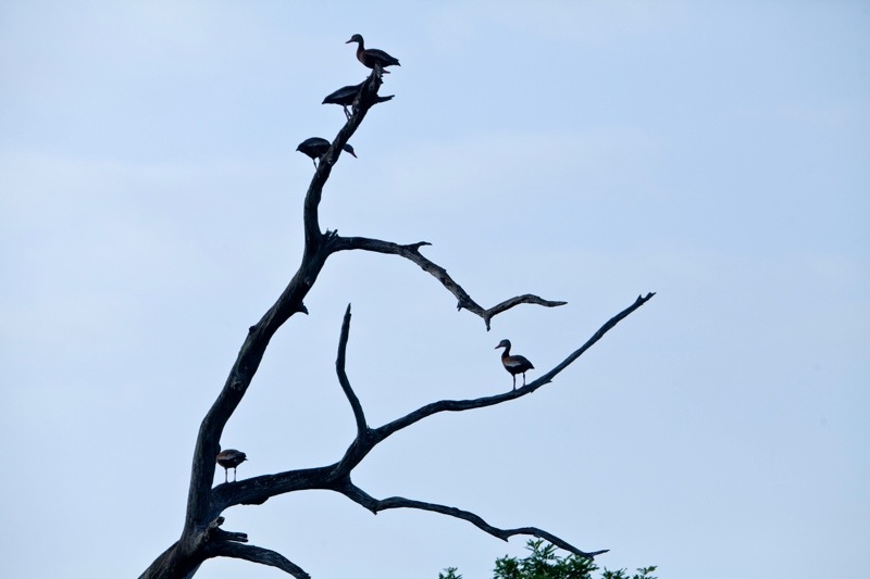 black-bellied whistling-duck, brazos bend state park, texas
