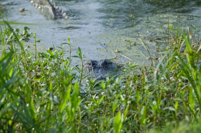 american alligator, brazos bend state park, texas
