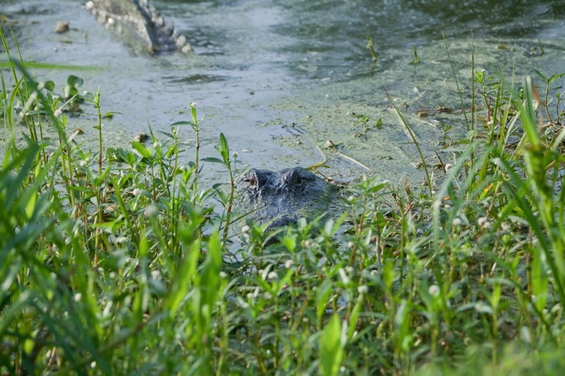 american alligator, brazos bend state park, texas
