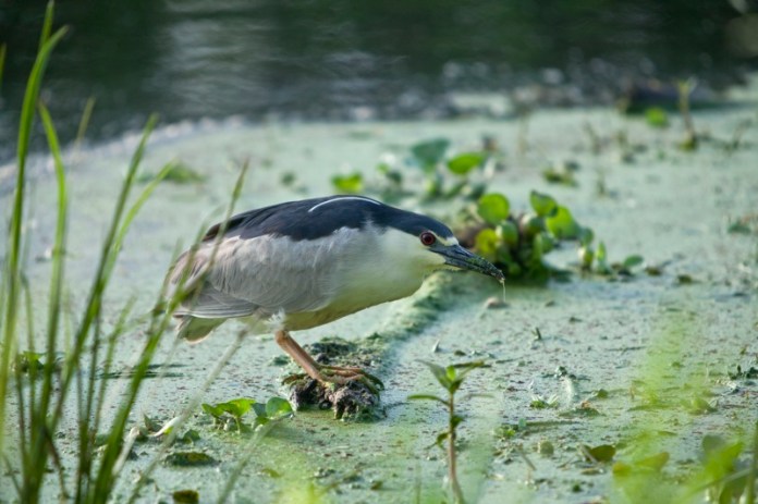 black-crowned night heron stalking, brazos bend state park, texas