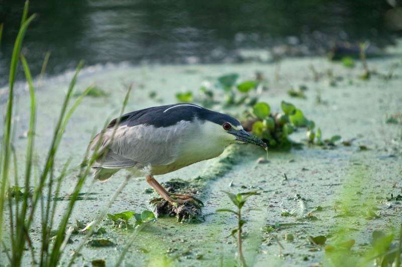 black-crowned night heron stalking, brazos bend state park, texas