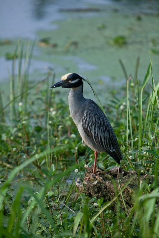 yellow-crowned night heron, brazos bend state park, texas
