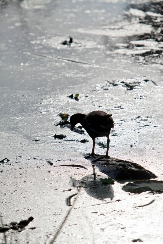 common moorhen, brazos bend state park, texas