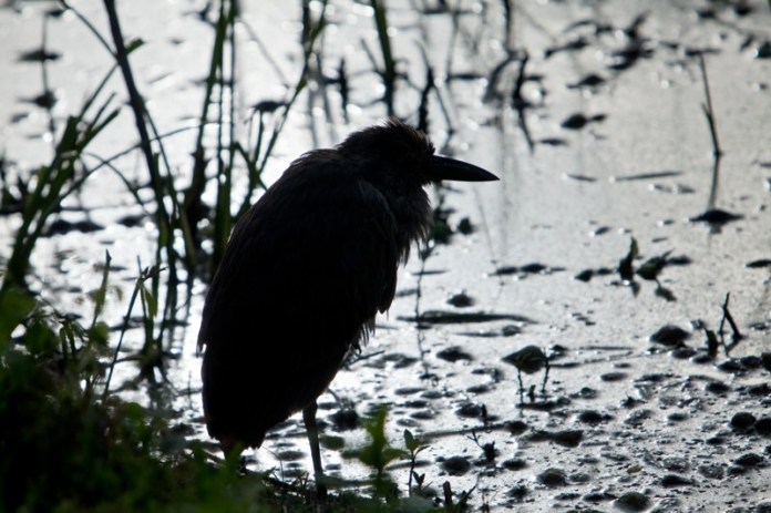 yellow-crowned night heron, brazos bend state park, texas