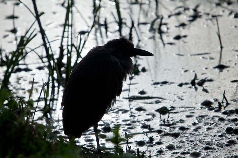 yellow-crowned night heron, brazos bend state park, texas