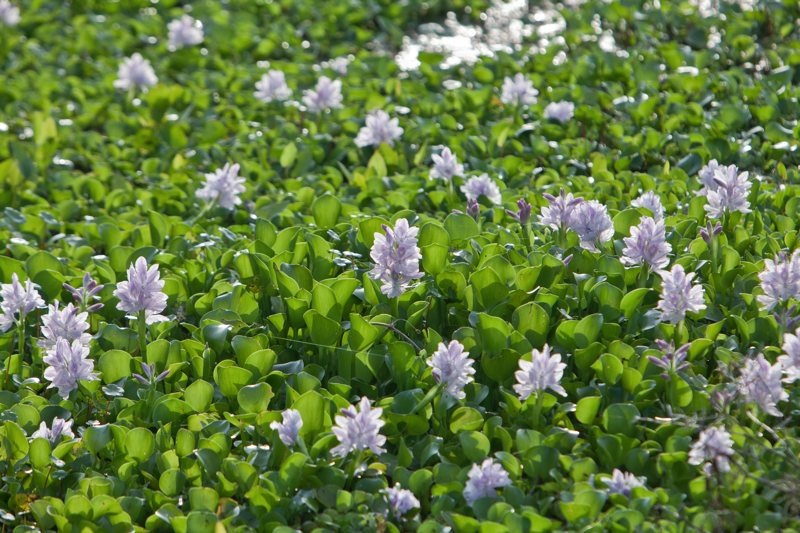 Water Hyacinth, brazos bend state park, texas