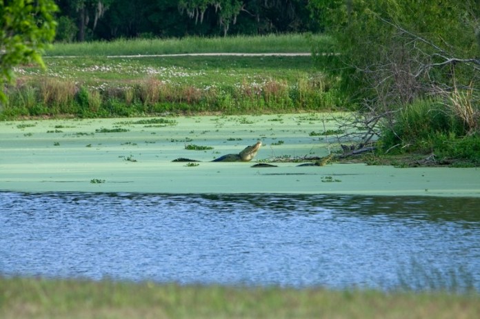 male alligator during breeding season, brazos bend state park, texas