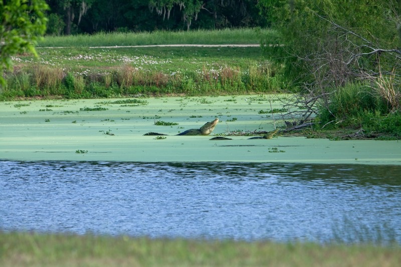 male alligator during breeding season, brazos bend state park, texas