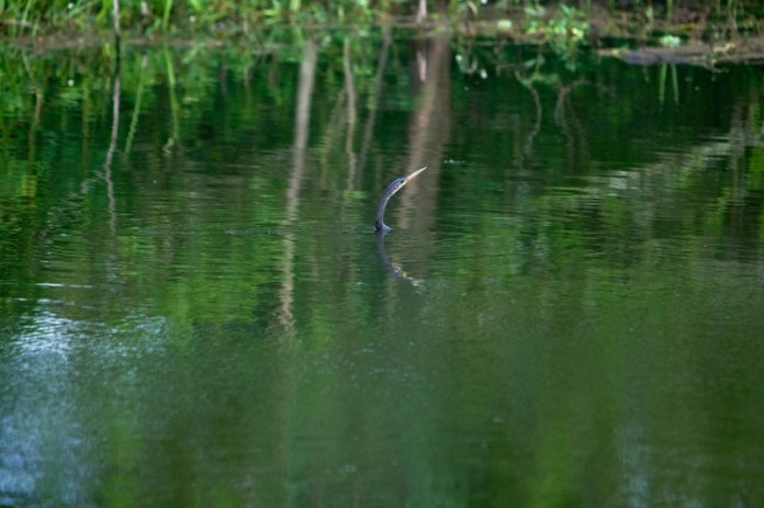 anhinga swimming, brazos bend state park, texas