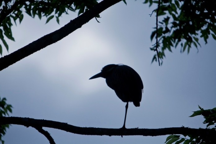 yellow-crowned night heron, brazos bend state park, texas