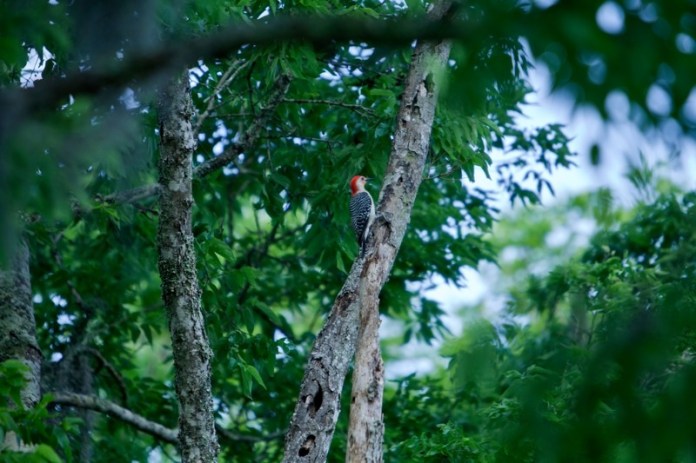 red-bellied woodpecker, brazos bend state park, texas