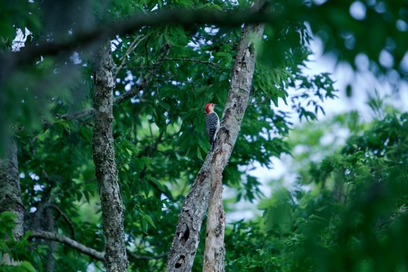 red-bellied woodpecker, brazos bend state park, texas