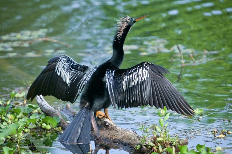 anhinga sunning, brazos bend state park, texas