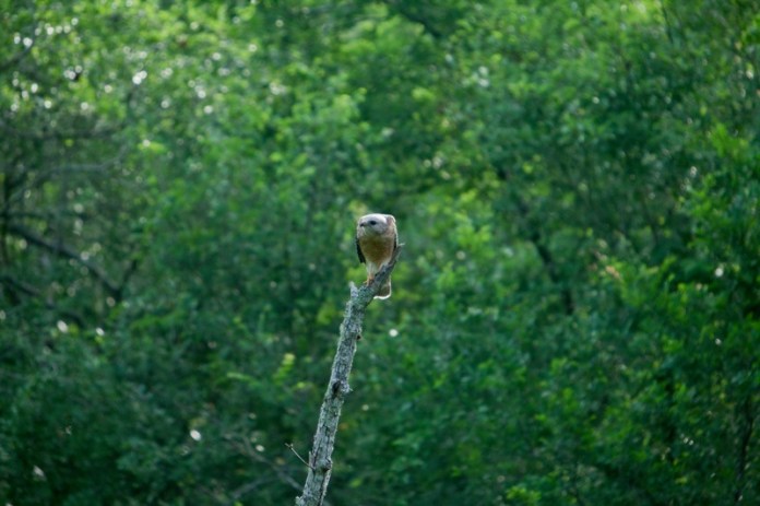 red-tailed hawk, brazos bend state park, texas