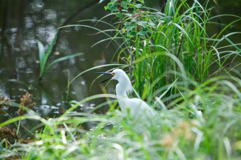 snowy egret, brazos bend state park, texas