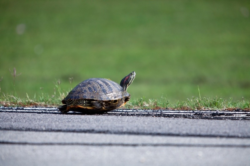 red slider turtle crossing a road, brazos bend state park, texas