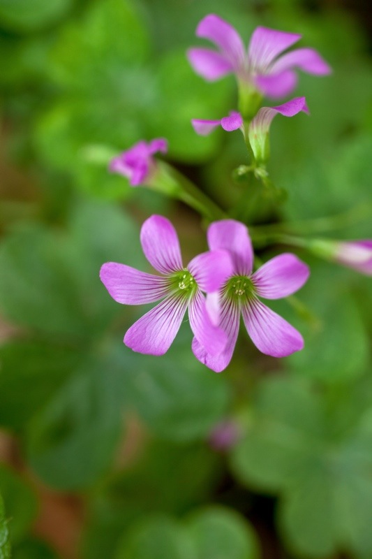 violet wood sorrel, brazos bend state park, texas