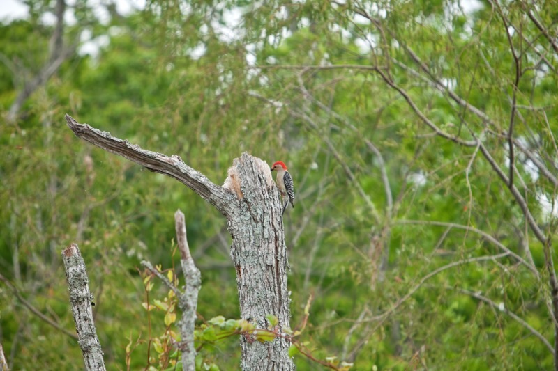 red-bellied woodpecker, brazos bend state park, texas