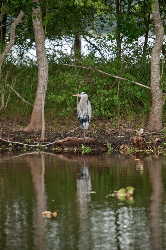 great blue heron, brazos bend state park, texas