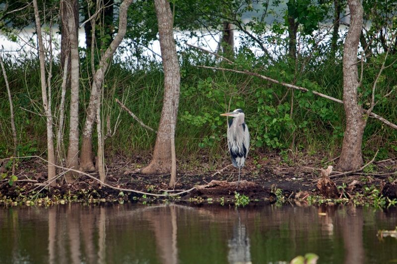 great blue heron, brazos bend state park, texas