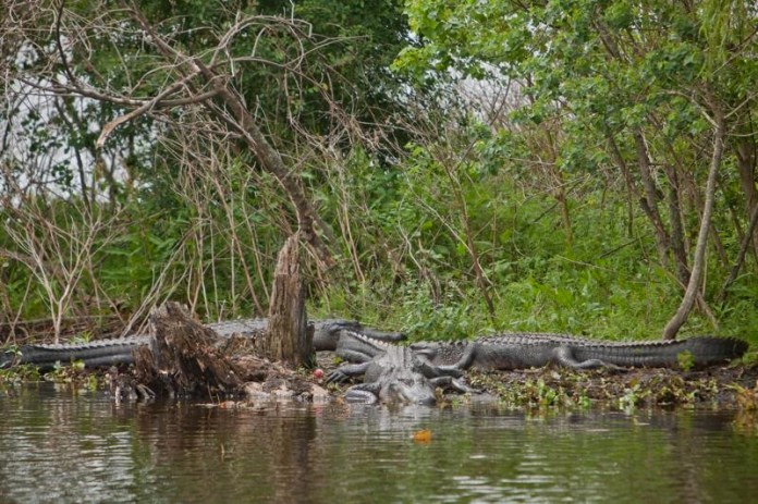 alligators, brazos bend state park, texas