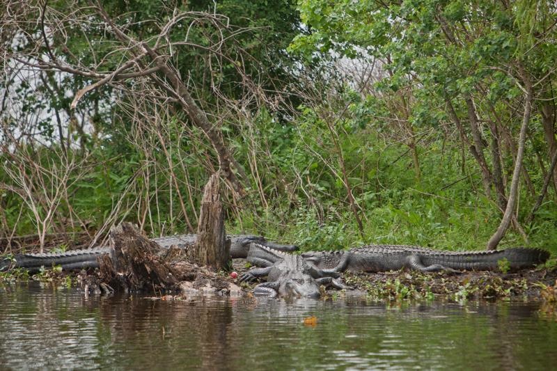 alligators, brazos bend state park, texas