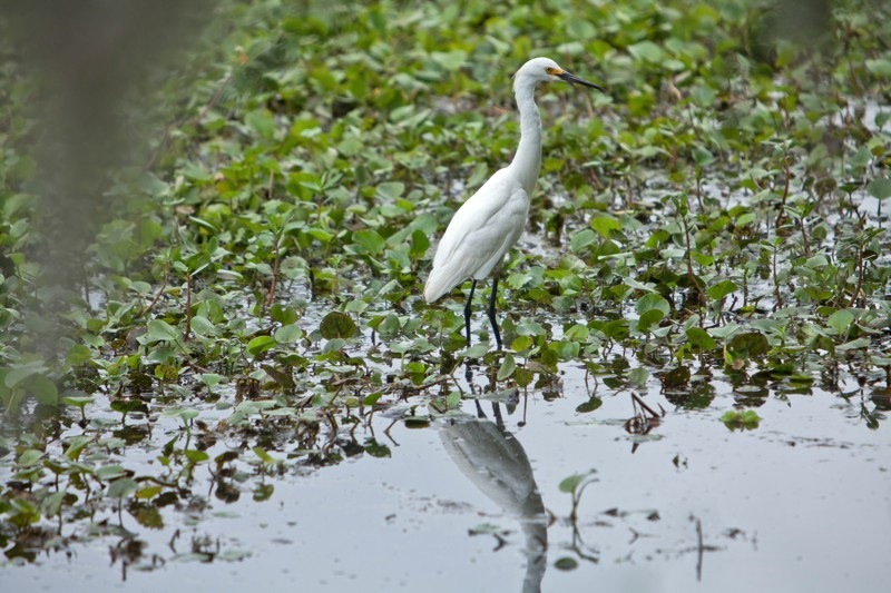 snowy egret, brazos bend state park, texas