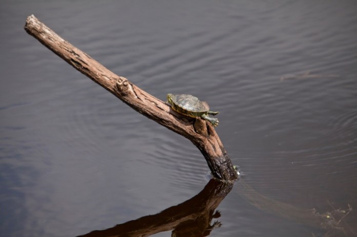 red slider turtle on a log in the water, brazos bend state park, texas