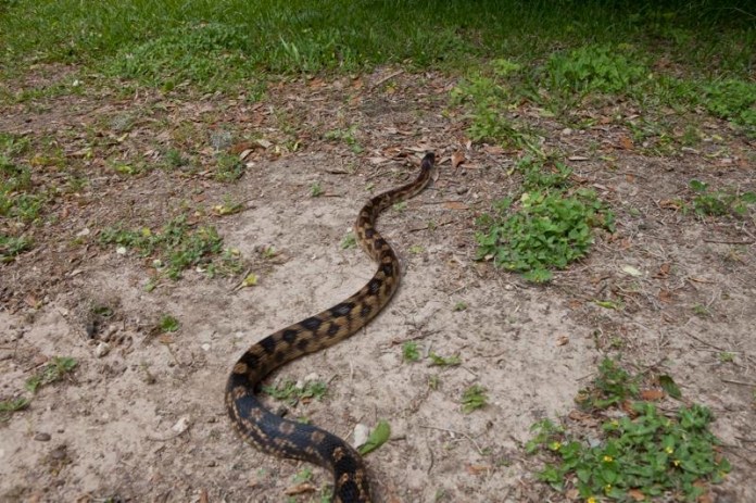 texas rat snake, brazos bend state park, texas