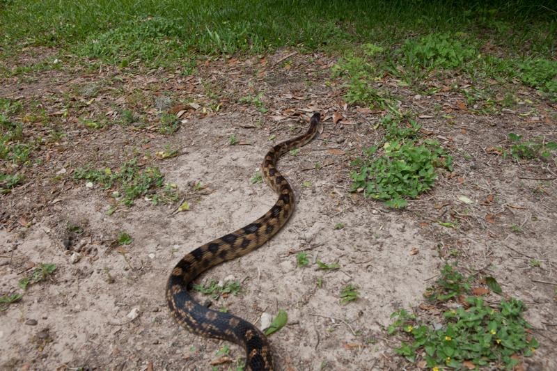 texas rat snake, brazos bend state park, texas