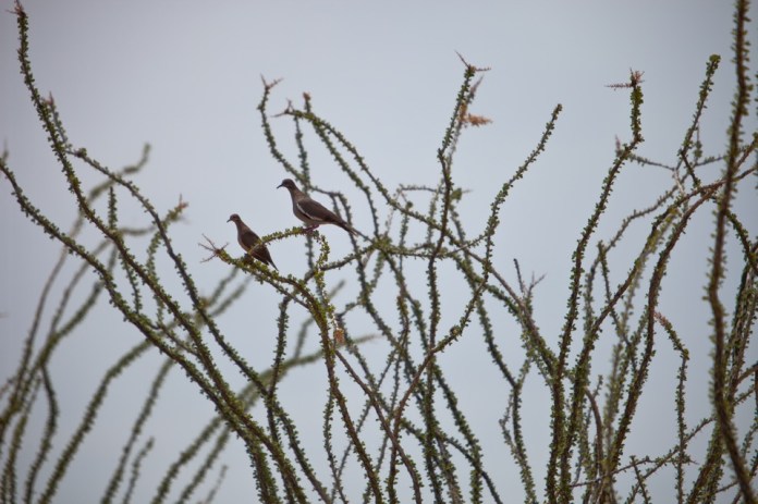 ARS_BBNP_blog_0713_0003