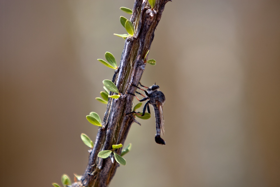 ARS_BBNP_blog_0713_0005