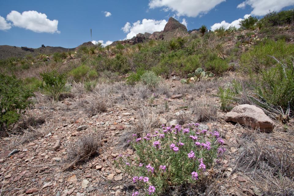 ARS_BBNP_blog_0713_0042