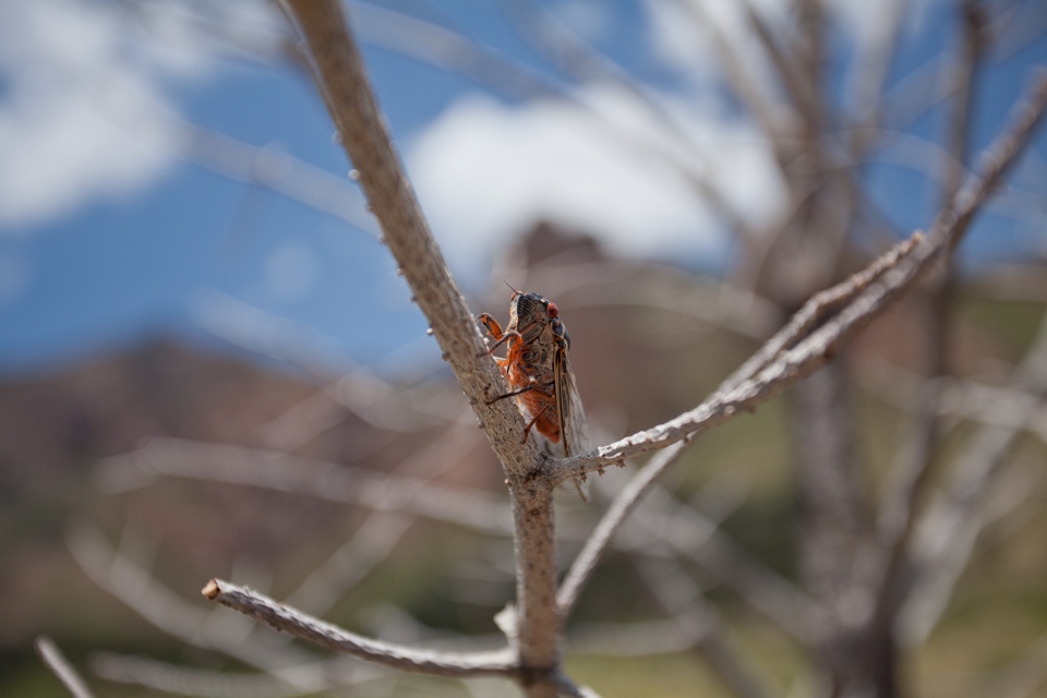 ARS_BBNP_blog_0713_0044