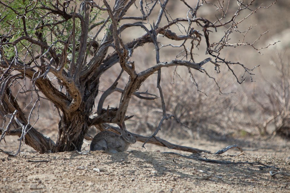 ARS_BBNP_blog_0713_0050