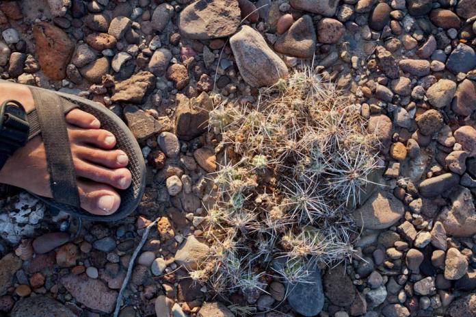 ARS_BBNP_blog_0713_0082