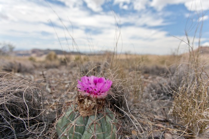 ARS_BBNP_blog_0713_0107