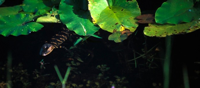 Everglades9