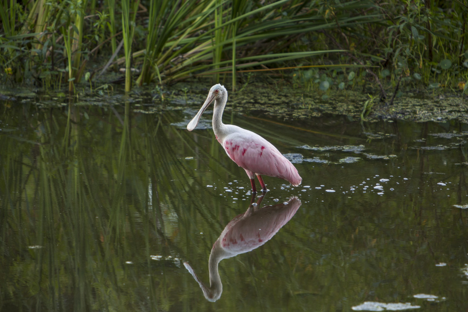 roseate spoonbill