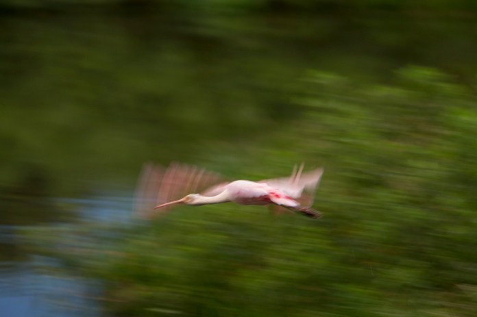 roseate spoonbill