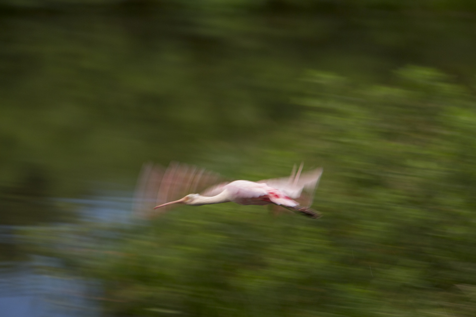 roseate spoonbill
